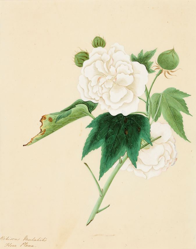 A Study of Cotton Rose (Hibiscus mutabilis) | MasterArt